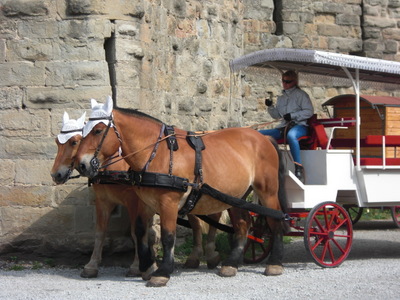 horses
